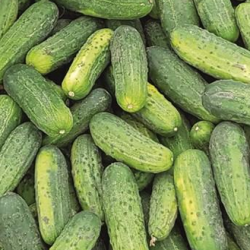 Ogórek Abbey f1 25 tyś. nasion prec. ST